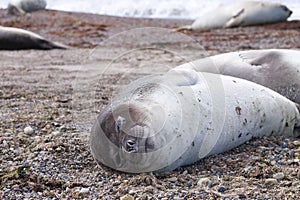 Elephant seal on beach close up, Patagonia, Argentina