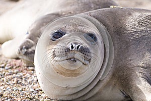 Elephant seal on beach close up, Patagonia, Argentina