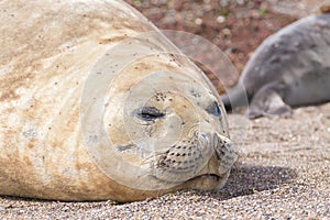 Elephant seal on beach close up, Patagonia, Argentina