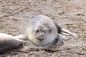 Elephant seal on beach close up, Patagonia, Argentina