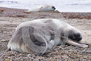 Elephant seal on beach close up, Patagonia, Argentina