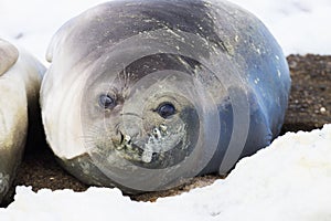 Elephant seal on beach close up, Patagonia, Argentina