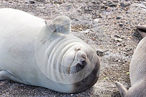 Elephant seal on beach close up, Patagonia, Argentina