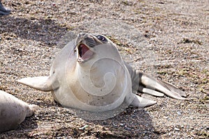 Elephant seal on beach close up, Patagonia, Argentina