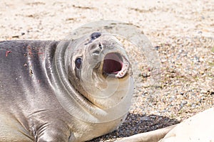 Elephant seal on beach close up, Patagonia, Argentina