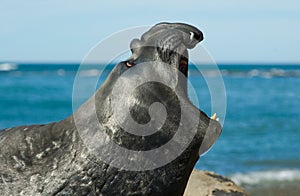 Elephant seal bellowing