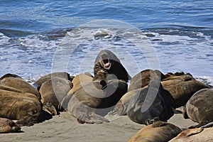 Elephant seal California