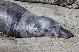 Elephant seal at the californian coast