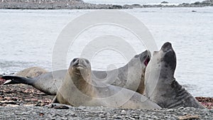 Elephant Seal close up in Antarctica