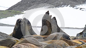 Elephant Seal close up in Antarctica