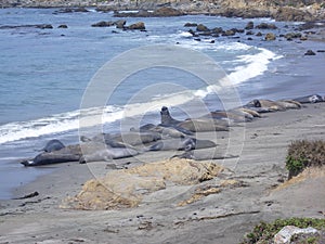 Elephant Seal colony