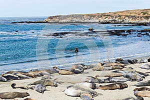 Elephant seal colony