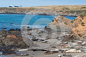 Elephant Seal Colony near Piedras Blancas lighthouse north of San Simeon on the Central Coast of California