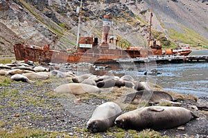 Elephant Seal Colony and old whaling ship photo