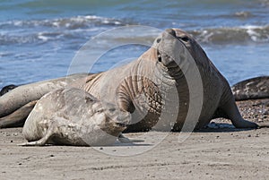 Elephant seal couple mating, Peninsula Valdes,