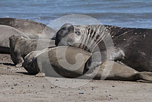 Elephant seal couple mating, Peninsula Valdes,