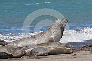 Elephant seal couple mating, Peninsula Valdes,