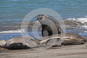 Elephant seal couple mating, Peninsula Valdes,