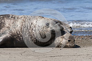 Elephant seal couple mating, Peninsula Valdes,