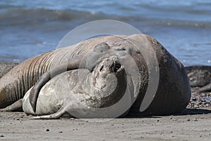 Elephant seal couple mating, Peninsula Valdes, Patagonia,