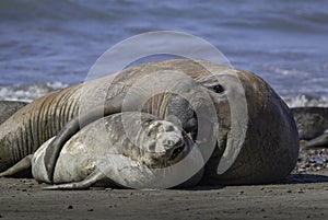 Elephant seal couple, Peninsula Valdes