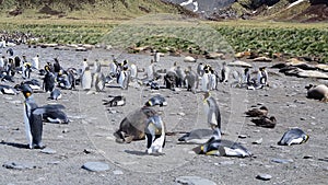 Elephant seal Crawling Elephant seal sub adult crawling near king penguin colony in Antarctica