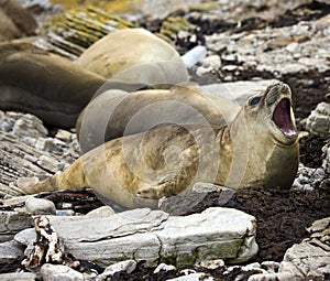 Elephant Seal - Falkland Islands