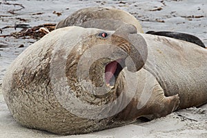 Elephant Seal - Falkland Islands