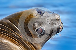 Elephant seal from Falkland islands with open muzzle and big dark eyes, dark blue sea in background. Detail close-up portrait. Wil