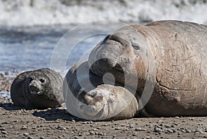 Elephant seal family, Peninsula Valdes,
