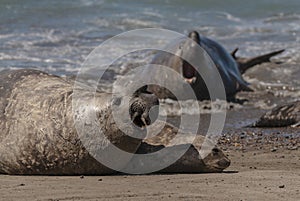 Elephant seal family, Peninsula Valdes,