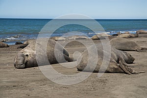 Elephant seal family, Peninsula Valdes