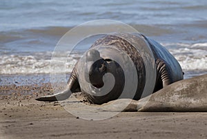 Elephant seal family, Peninsula Valdes,