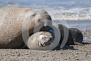 Elephant seal family, Peninsula Valdes,