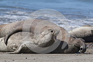 Elephant seal family, Peninsula Valdes, photo