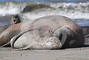 Elephant seal family, Peninsula Valdes, photo