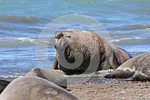 Elephant seal family, Peninsula Valdes, Patagonia,