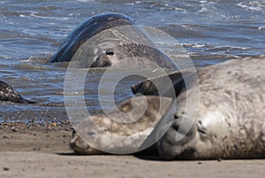 Elephant seal family, Peninsula Valdes, Patagonia,