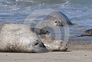 Elephant seal family, Peninsula Valdes, photo