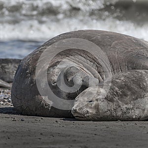 Elephant seal family, Peninsula Valdes, photo