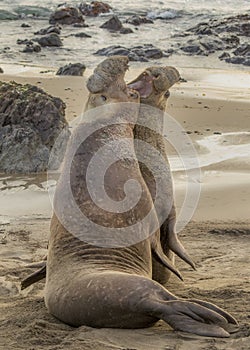 Elephant Seal Fights off Rival Male