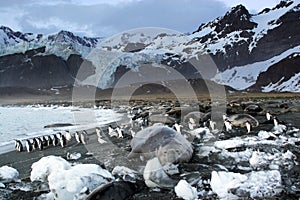 Un elefante focas  pingüinos 