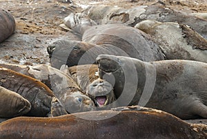 Elephant seal, Hannah Point,