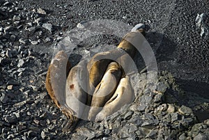 Elephant seal, Hannah Point