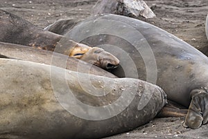 Elephant seal, Hannah Point,