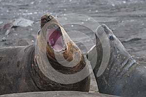 Elephant seal, Hannah Point,