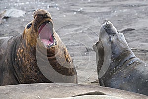 Elephant seal, Hannah Point,