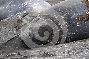 Elephant seal, Hannah Point,