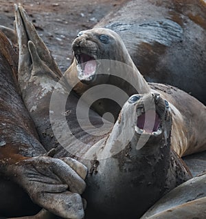 Elephant seal, Hannah Point,