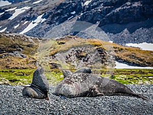 Elephant seal with his mate rest in the sunshine on beach in South Georgi